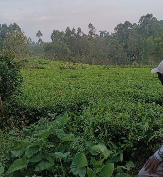 Tea farms in Mudete, Vihiga County