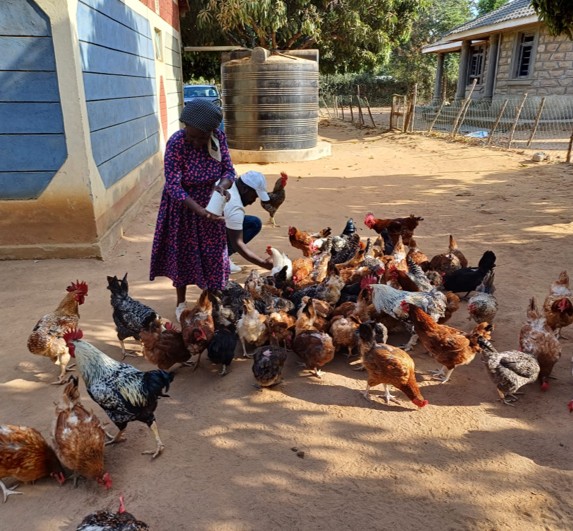 Do market-led models build resilient and inclusive farming systems? Lessons from FSD Kenya’s poultry value chain project